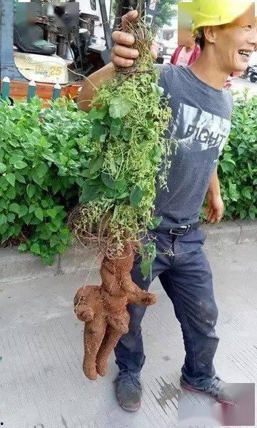 新植物爆料图片大全集最新